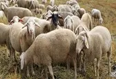 اصلاح نژاد دام‌های کوچک برای افزایش تولید گوشت و شیر کشور