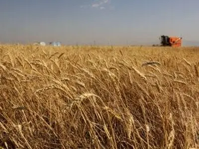 باقی‌مانده پول گندم کاران گلستانی تا هفته آتی پرداخت می شود