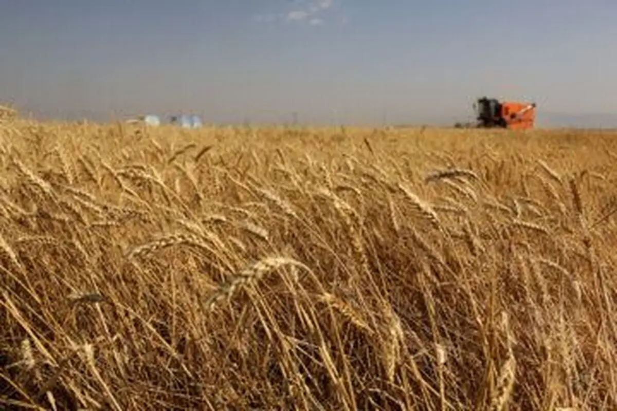 باقی‌مانده پول گندم کاران گلستانی تا هفته آتی پرداخت می شود