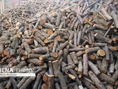تشکیل ۱۹۰۰ پرونده‌ قاچاق چوب طی ۵ ماه گذشته/ دستگیری ۱۹۵۰ قاچاقچی/ ریسک پذیری قاچاقچیان بالا رفته است 