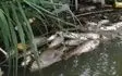 سیلاب، عامل اصلی مرگ و میر ماهیان سد 15 خرداد دلیجان 