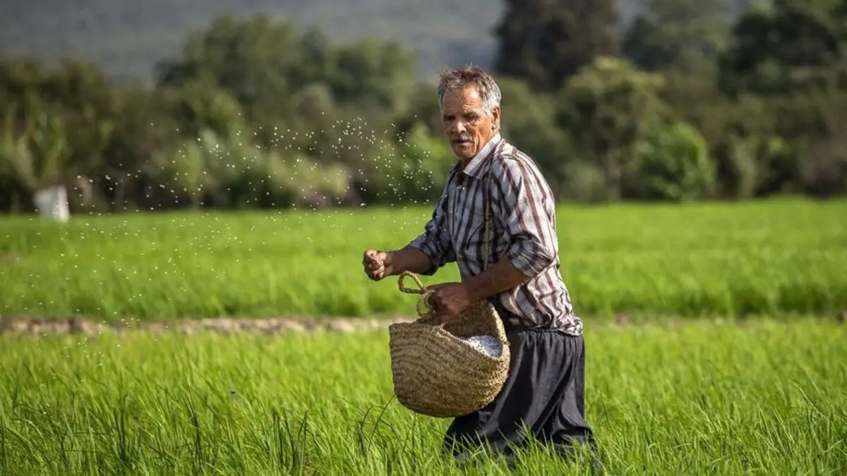 کشاورز نباید به یک محصول متکی باشد / توسعه کشت گیاهان دارویی در استان