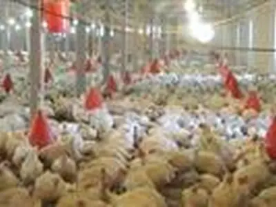 مدیریت جوجه‌ریزی و تأمین نهاده‌ها، محور کنترل بازار مرغ فارس