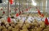 مدیریت جوجه‌ریزی و تأمین نهاده‌ها، محور کنترل بازار مرغ فارس