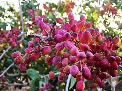 استان مرکزی تنها دارنده گواهینامه پسته ارگانیک از آلمان در سطح کشور