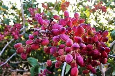 استان مرکزی تنها دارنده گواهینامه پسته ارگانیک از آلمان در سطح کشور