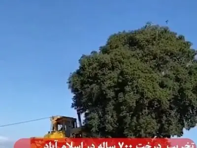 قطع درخت 700 ساله بلوط در کرمانشاه + فیلم