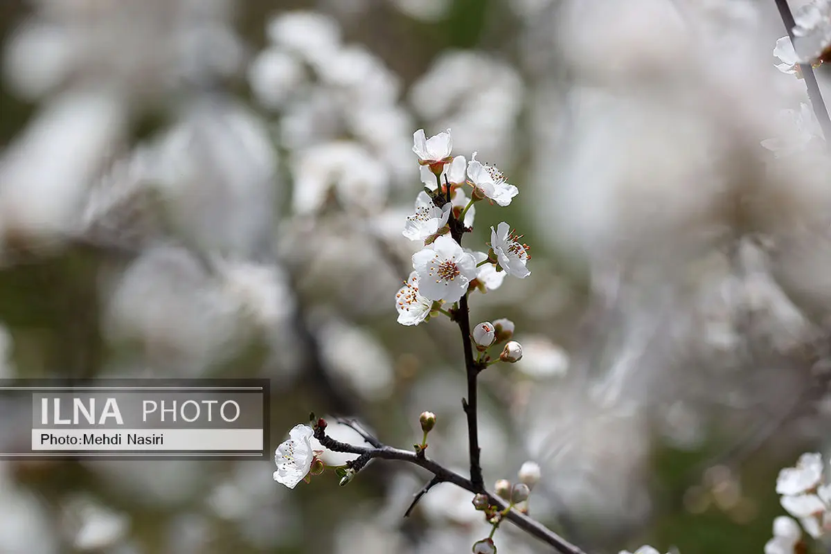 تداوم بارش نرمال در کشور تا پایان بهار

