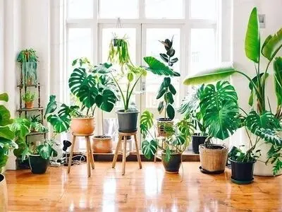 کجای خانه گل بگذاریم؟ 