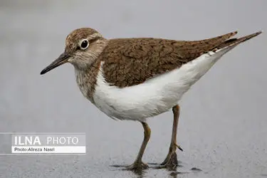 ممنوعیت صدور مجوز شکار پرندگان در اصفهان به دلیل آنفلوانزا 