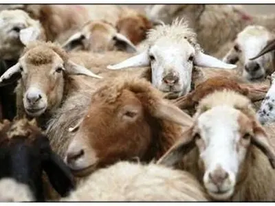 قاچاق دام و جزای نقدی دو میلیاردی در کردستان