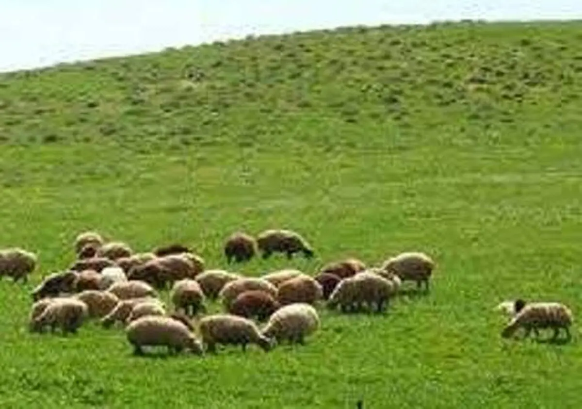 مدیریت چرای دام در مراتع میانبند استان تهران آغاز شد