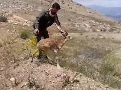 رهاسازی یک راس قوچ وحشی در پارک ملی سرخه حصار