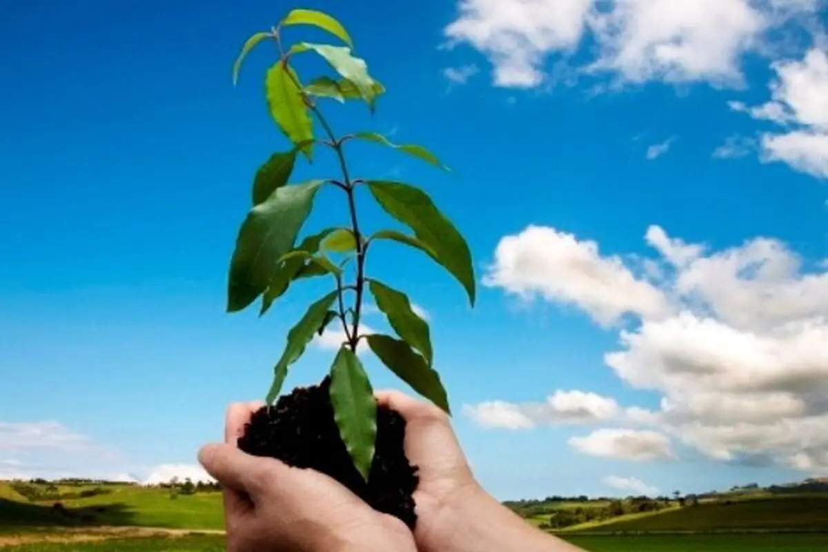 غرس 34 هزار اصله نهال در استان اردبیل / برای هر شهید 10 نهال کاشته می‌شود