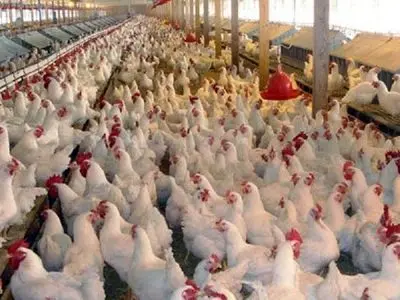 
عرضه گوشت طیور در مهر ماه کاهشی شد
