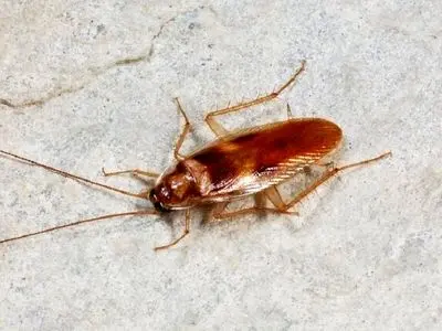 سوسک چطور بدون سر زنده می‌ماند؟