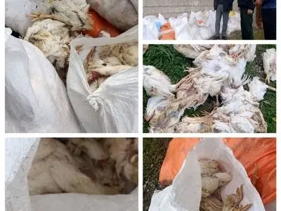 کشف انبار دپوی ۵ تن مرغ فاسد در بندر انزلی در پی دریافت گزارش‌های مردمی