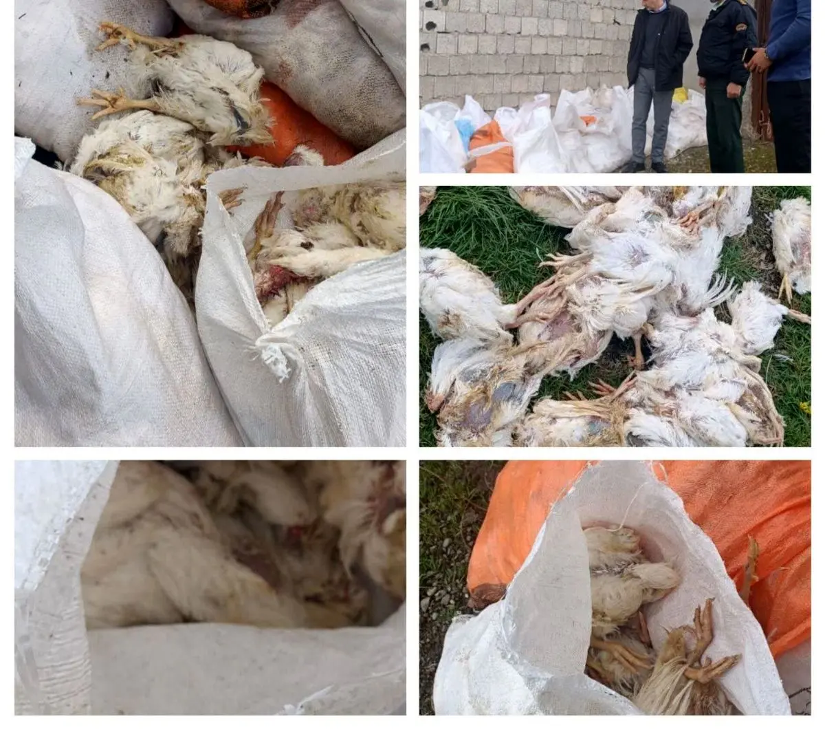 کشف انبار دپوی ۵ تن مرغ فاسد در بندر انزلی در پی دریافت گزارش‌های مردمی