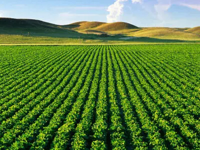 طرح جهش تولید در ۳۰۰ هکتار از اراضی دیم گلستان اجرا می‌شود