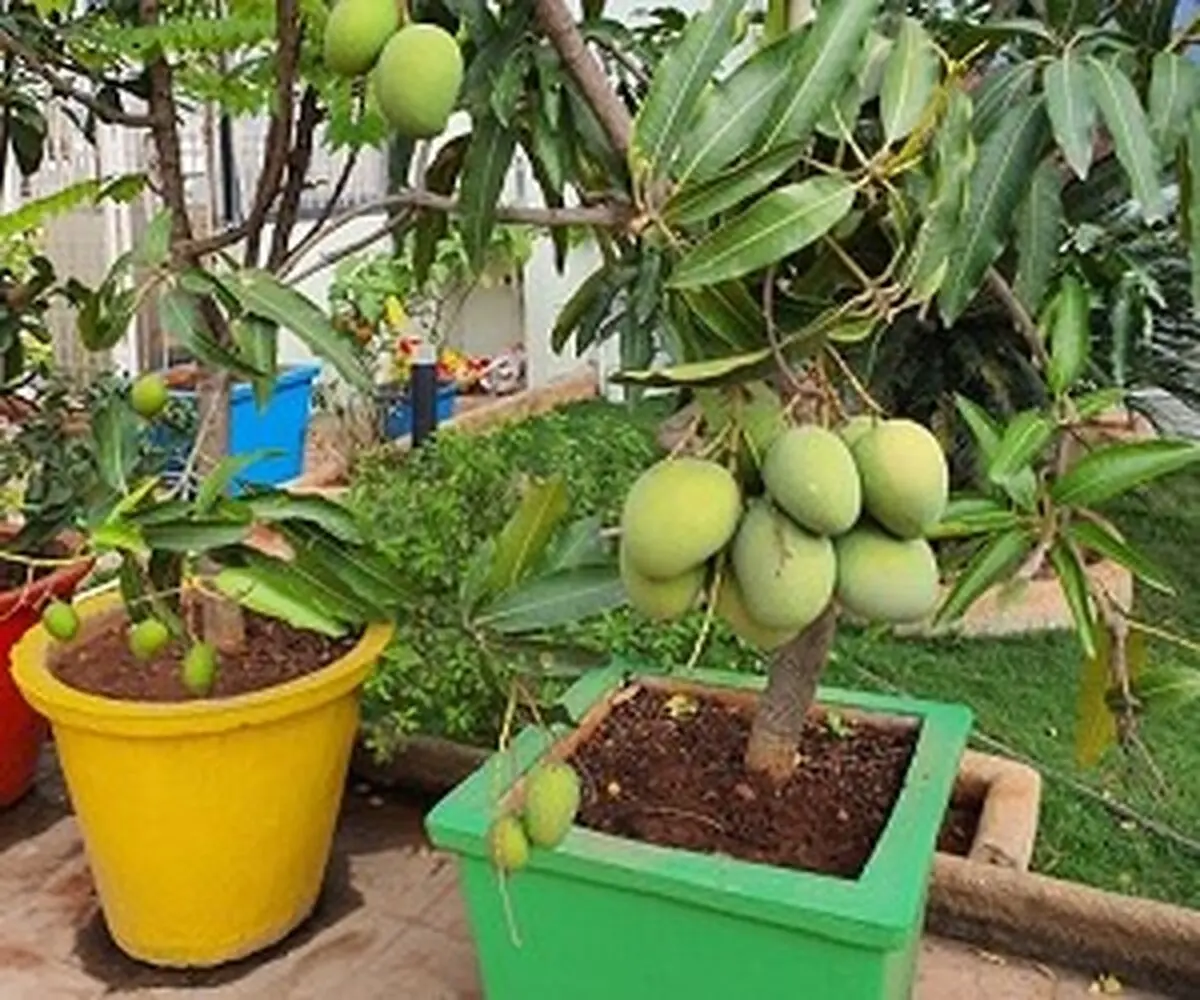 آموزش تصویری کاشت هسته انبه در گلدان