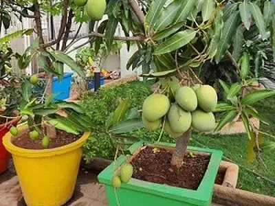 آموزش تصویری کاشت هسته انبه در گلدان