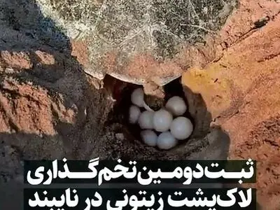 ثبت دومین تخم‌گذاری لاک‌پشت زیتونی در نایبند پس از ۱۲ سال + فیلم