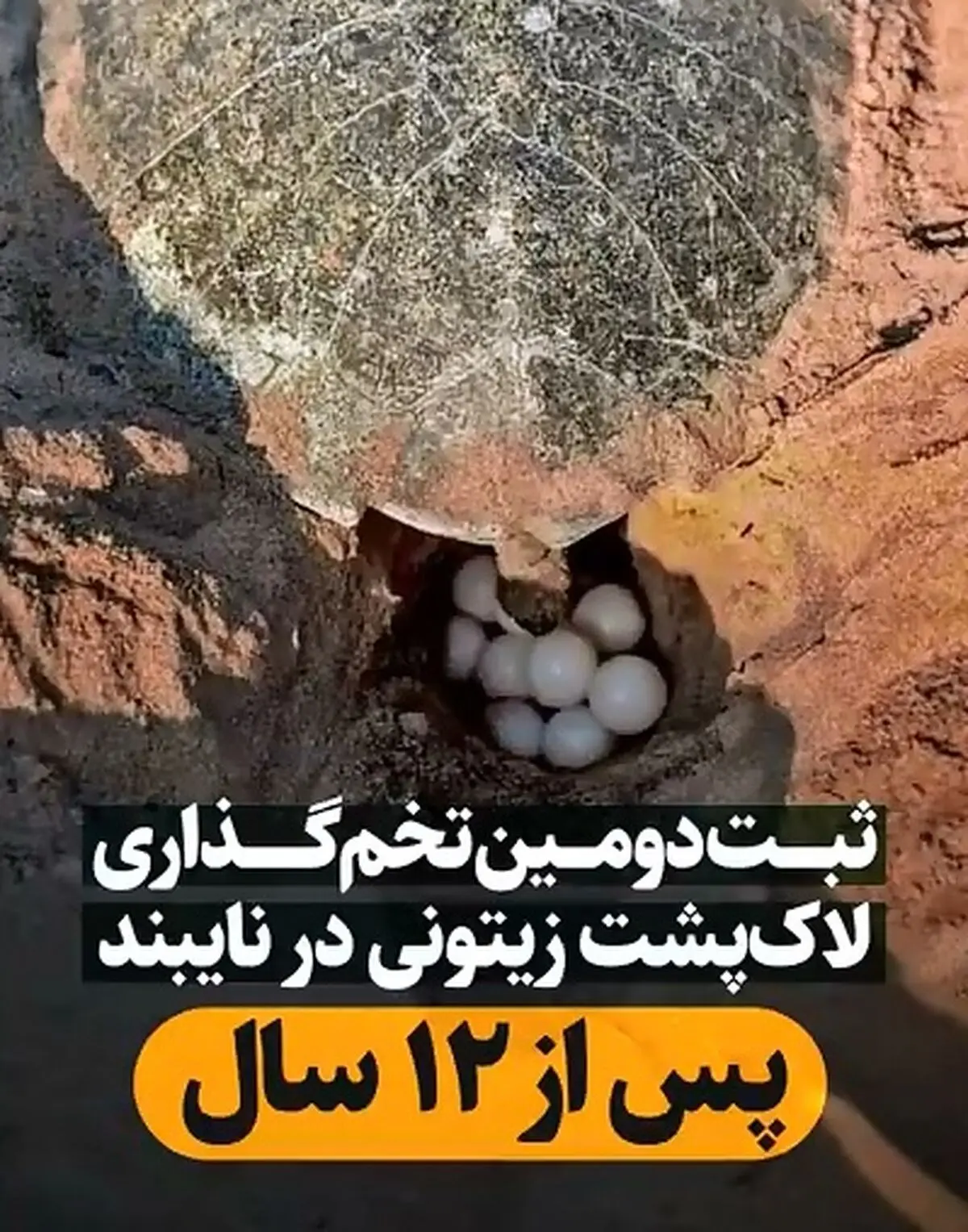 ثبت دومین تخم‌گذاری لاک‌پشت زیتونی در نایبند پس از ۱۲ سال + فیلم