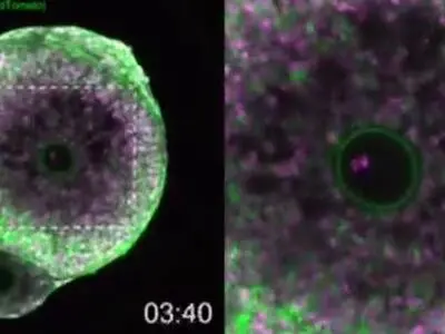 برای اولین‌بار، لحظه تخمک‌گذاری انسان ثبت شد. یکی از نقاط تاریخی دنیای علم! + فیلم