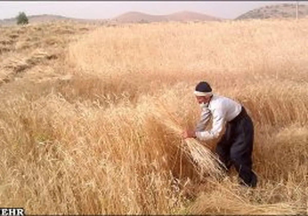 گرمای هوا شرایط کارگران ساختمانی را سخت‌ترکرد/ نگرانی کشاورزان سیستانی از آتش گرفتن محصول
