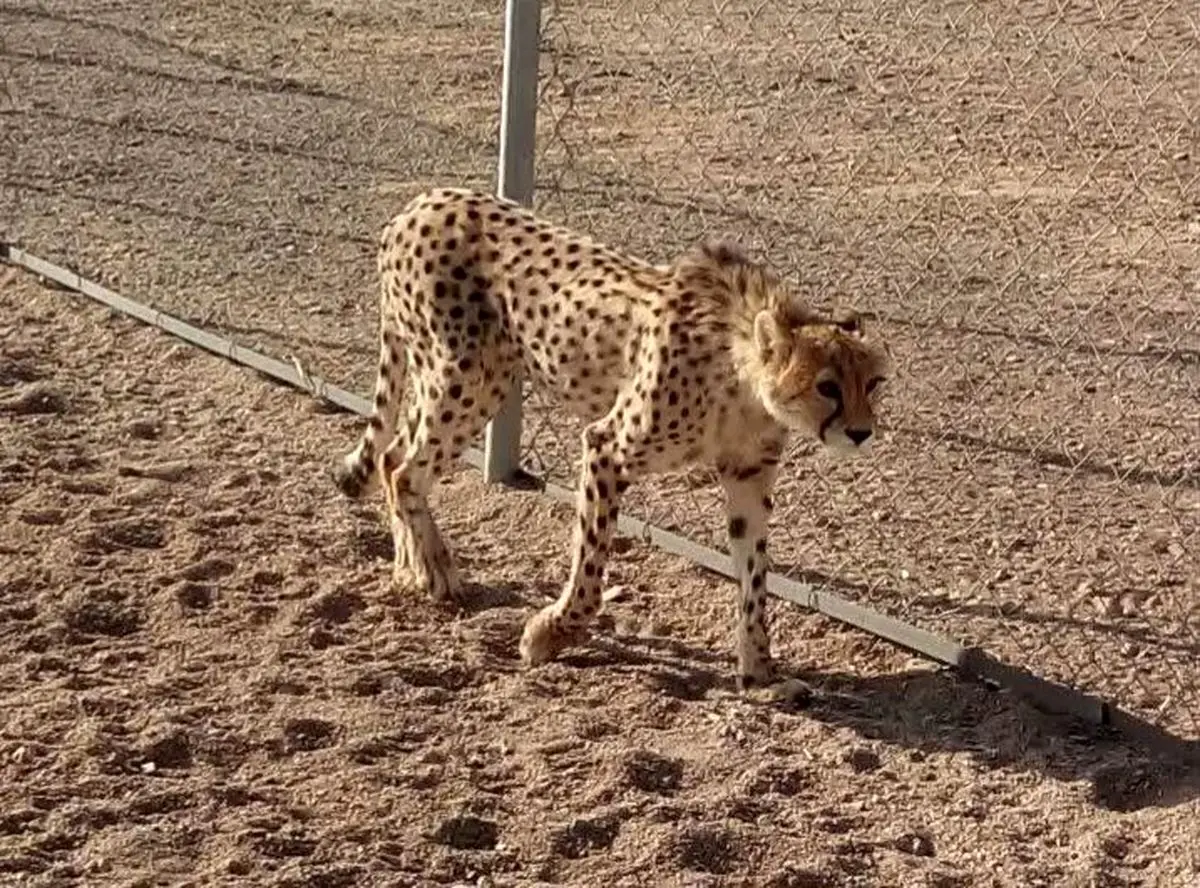 احتمال ابتلایِ دلبر به آرتروز مفاصل