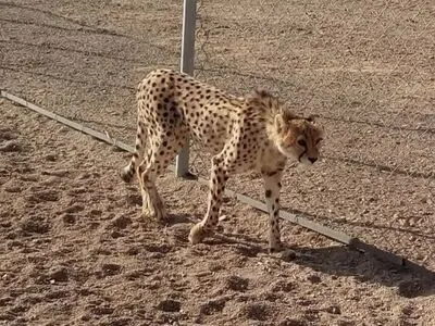 احتمال ابتلایِ دلبر به آرتروز مفاصل