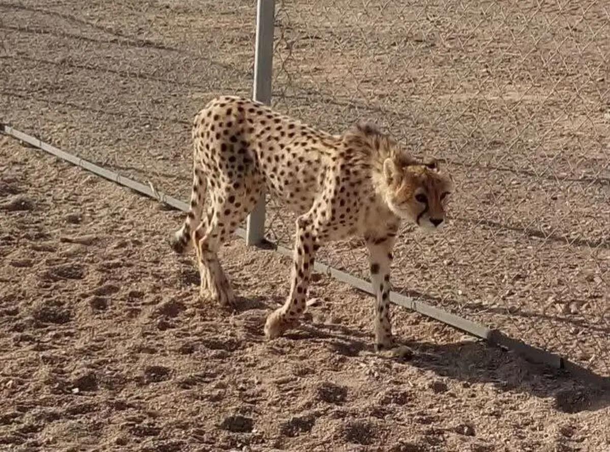 احتمال ابتلایِ دلبر به آرتروز مفاصل