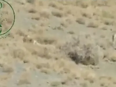 یوزپلنگ مهشاد و ۴ توله‌اش دوباره رخ‌نمایی کردند + فیلم