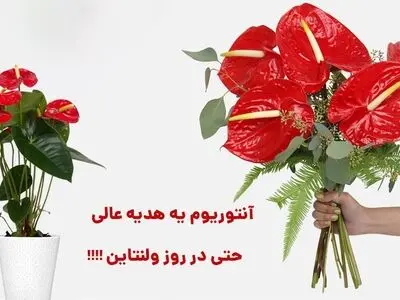 آنتوریوم یک هدیه عالی حتی در روز ولنتاین