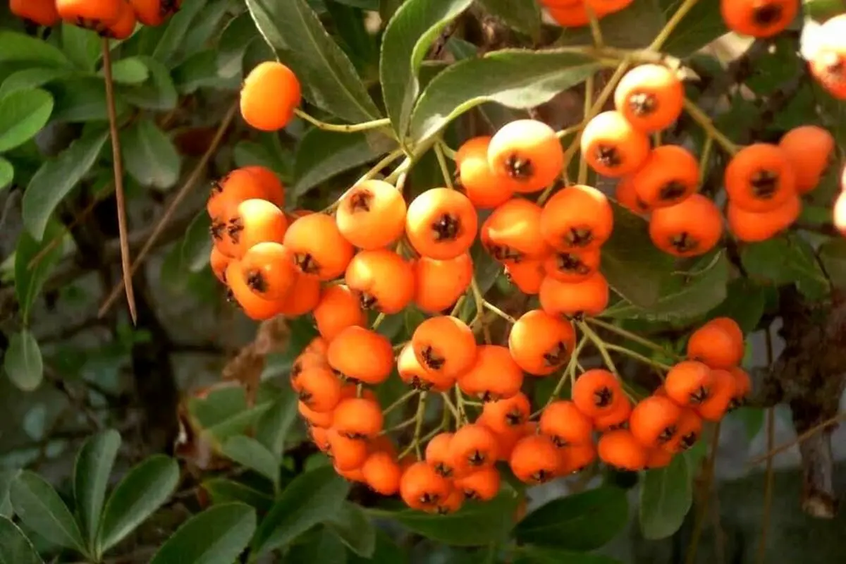 میوه‌ای کوچک و قرمز با خواص درمانی معجزه گر برای بدن!