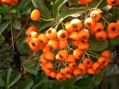 میوه‌ای کوچک و قرمز با خواص درمانی معجزه گر برای بدن!