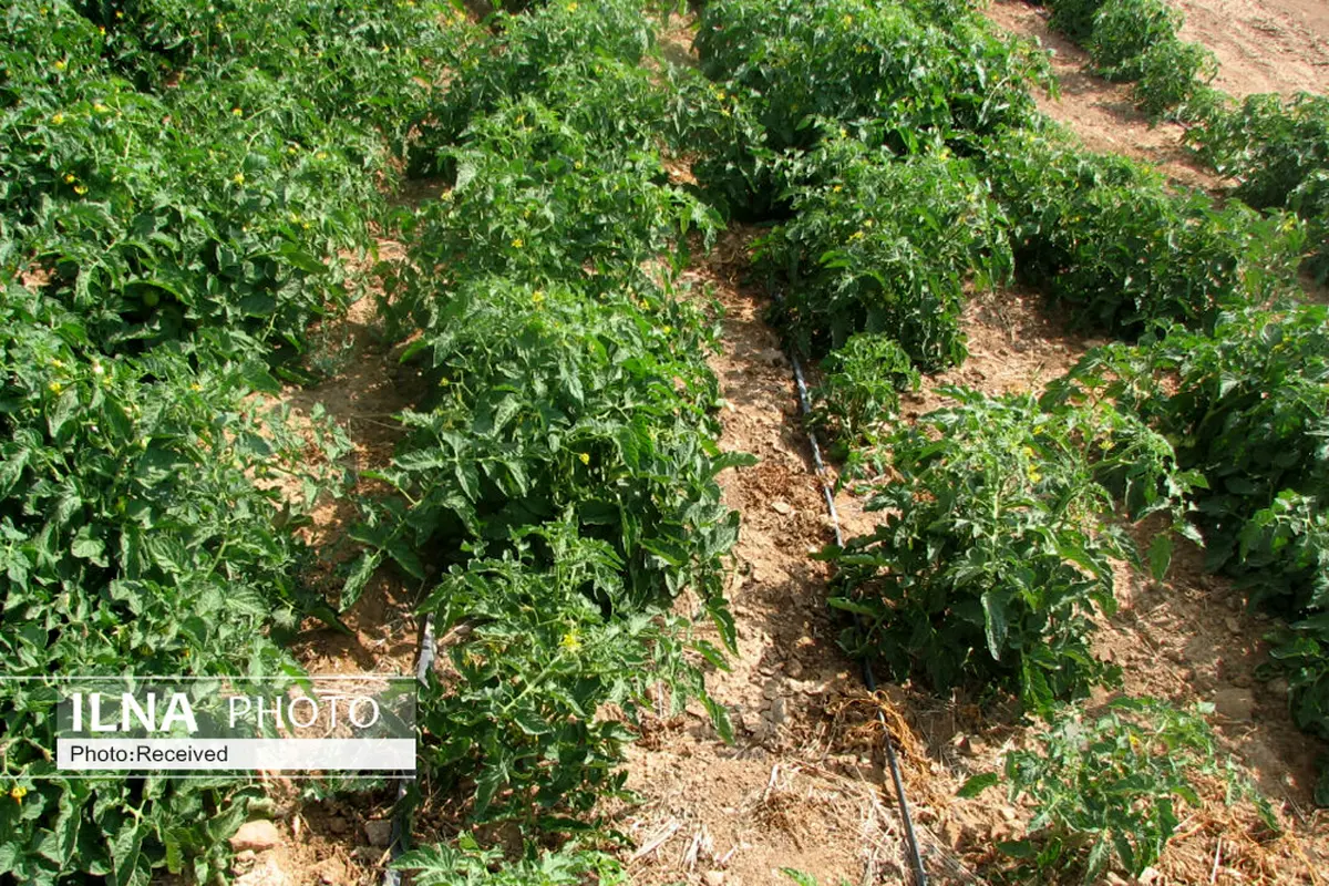90 درصد پیاز و گوجه فرنگی قزوین به روش نشایی کشت می‌شود