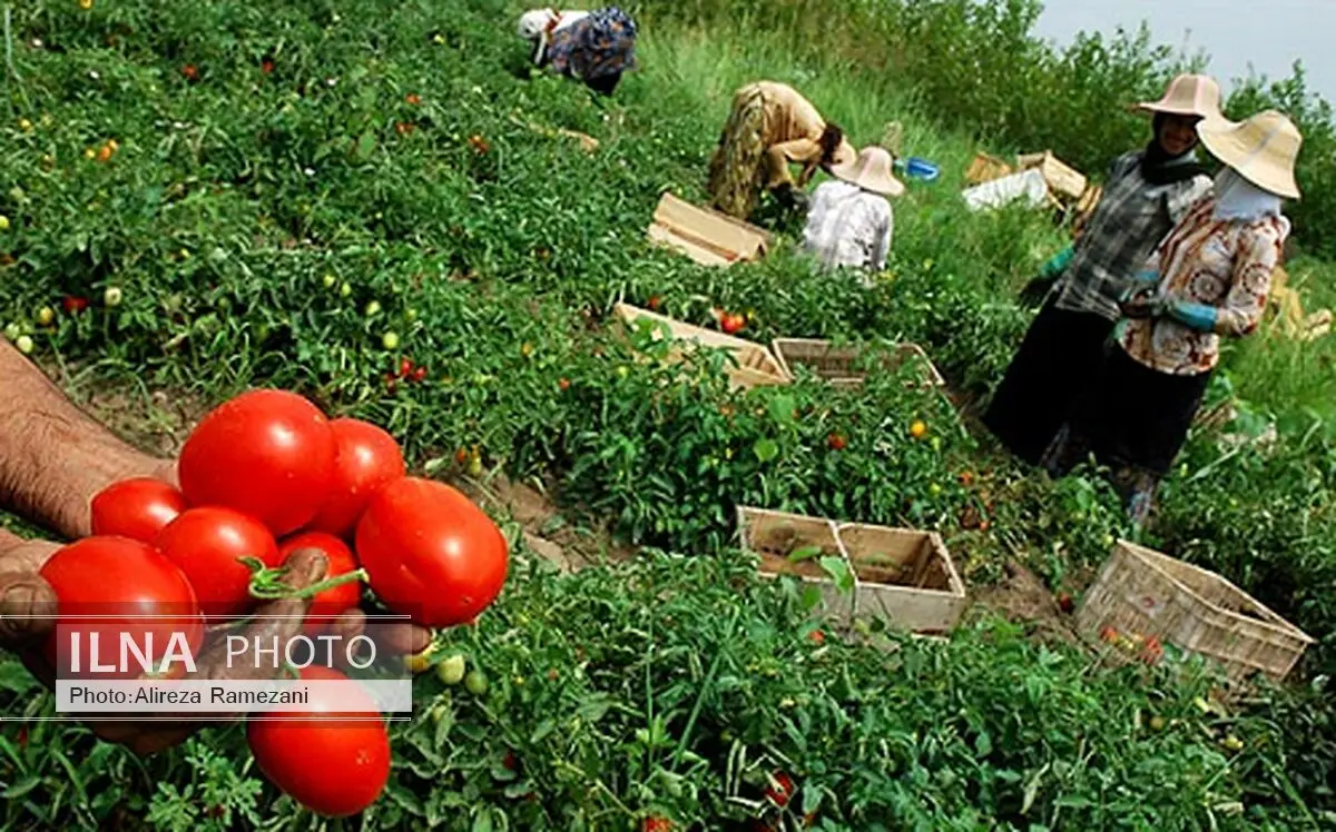 حدود 750 هزار هکتار از اراضی آذربایجان‌غربی زیر کشت محصولات کشاورزی رفته است
