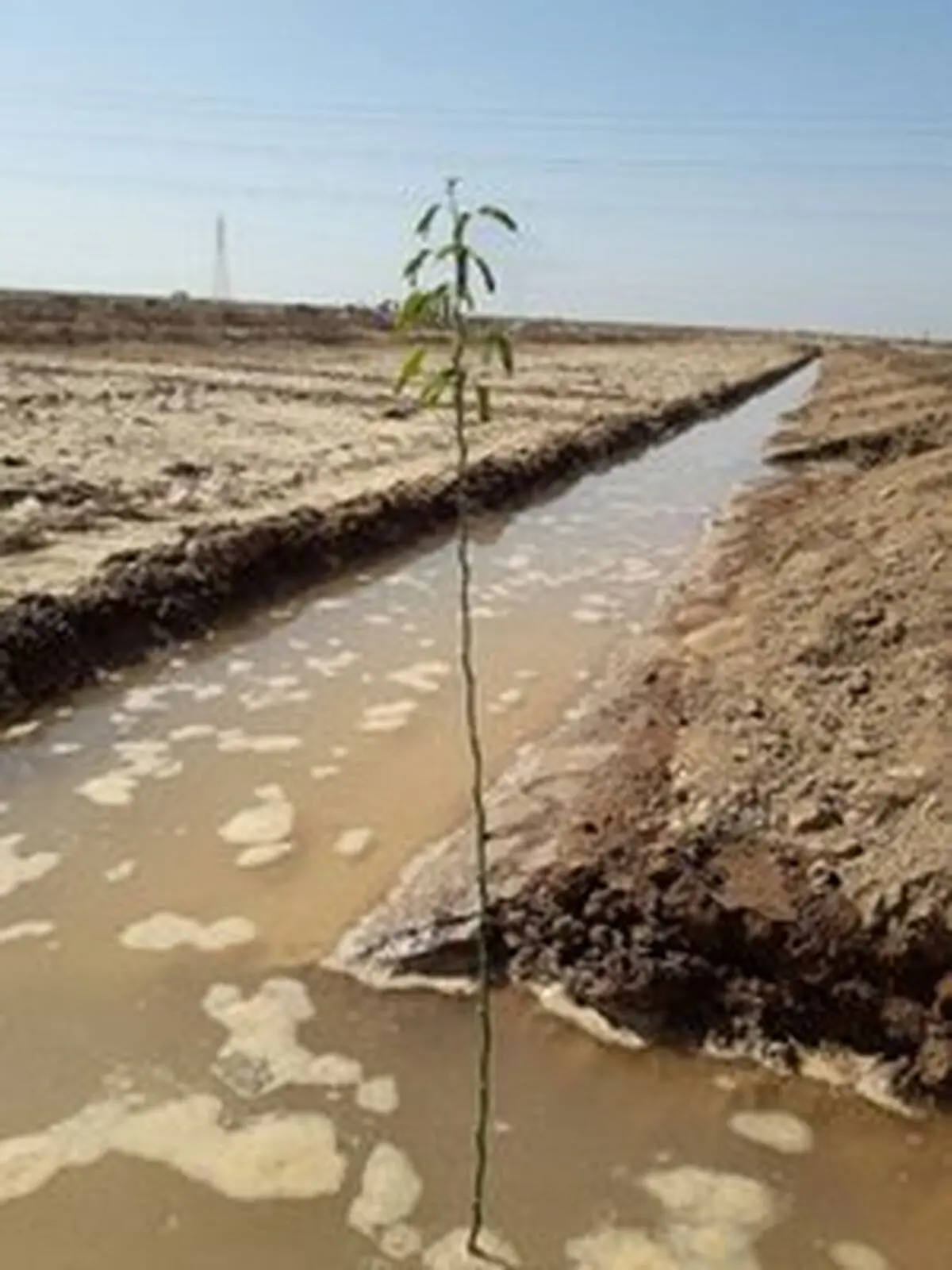 طرح درختکاری با رویکرد بیابان زادیی در خوزستان آغاز شد