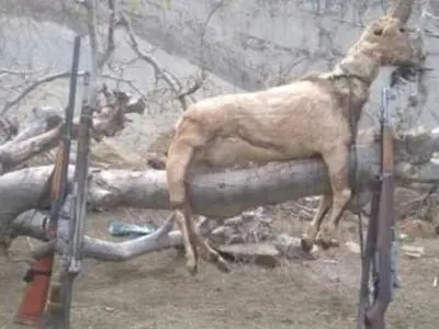 کشف و ضبط تعدادی تاکسیدرمی و سلاح جنگی و شکاری غیر مجاز در اندیکا خوزستان