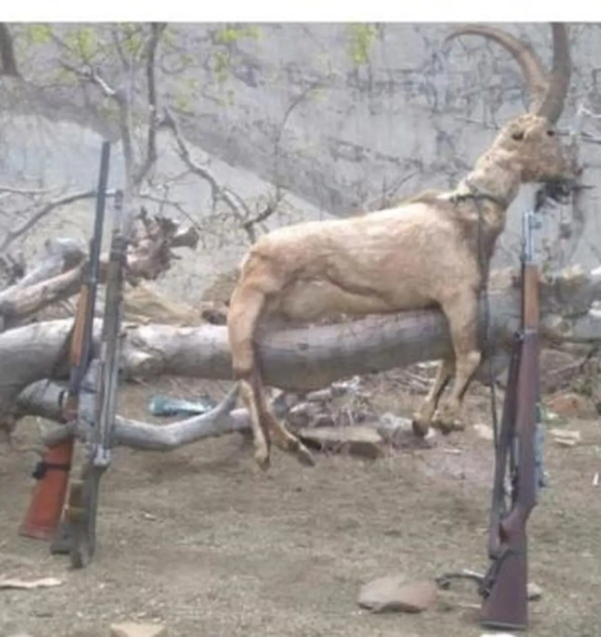 کشف و ضبط تعدادی تاکسیدرمی و سلاح جنگی و شکاری غیر مجاز در اندیکا خوزستان