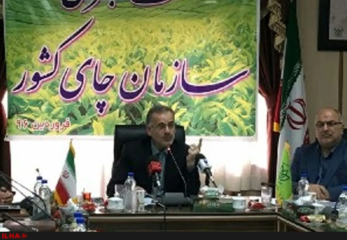مصرف سرانه 1/5 کیلویی چای در هر خانوار ایرانی/ چای منبع درآمد 100 هزار خانوار شمال کشور