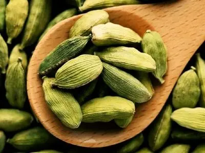 گیاهی معطر با خواص درمانی فراوان