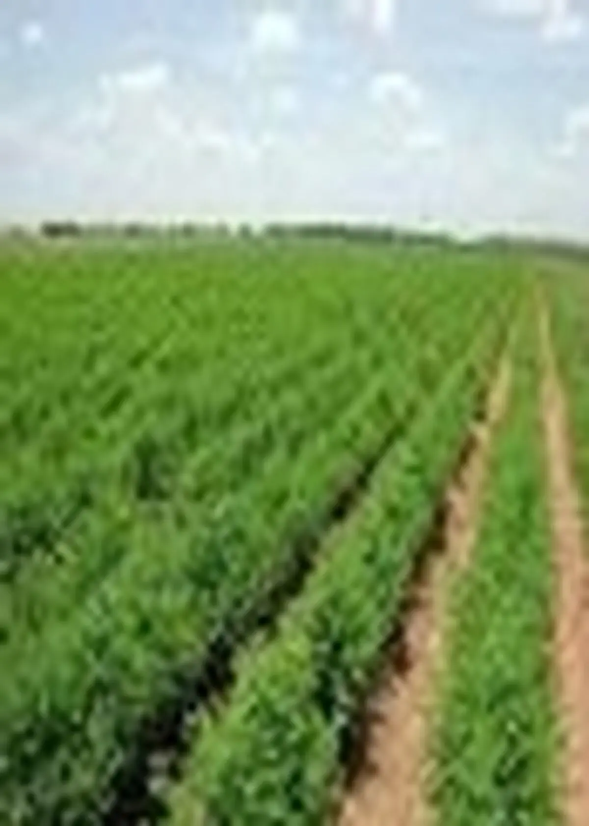 کشت پائیزه بیش از ۲۳ هزار هکتار از اراضی کشاورزی آمل