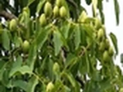 کاشت گردوی بارور در بیش از ۲۰۰ هکتار از باغات شهرستان نکا