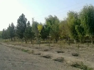 کاشت نهال مقاوم به کم آبی با وسعت حدود 4 هزار هکتار در البرز