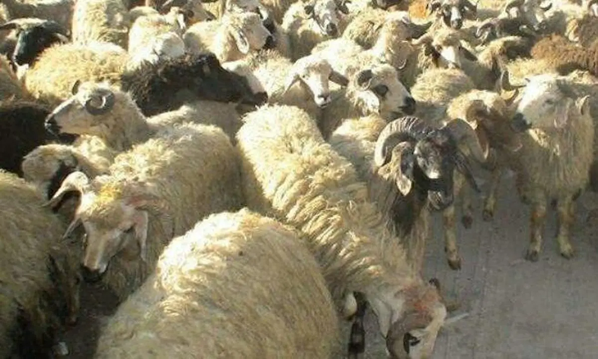 کشف ۲ میلیارد ریال دام قاچاق در نیشابور 