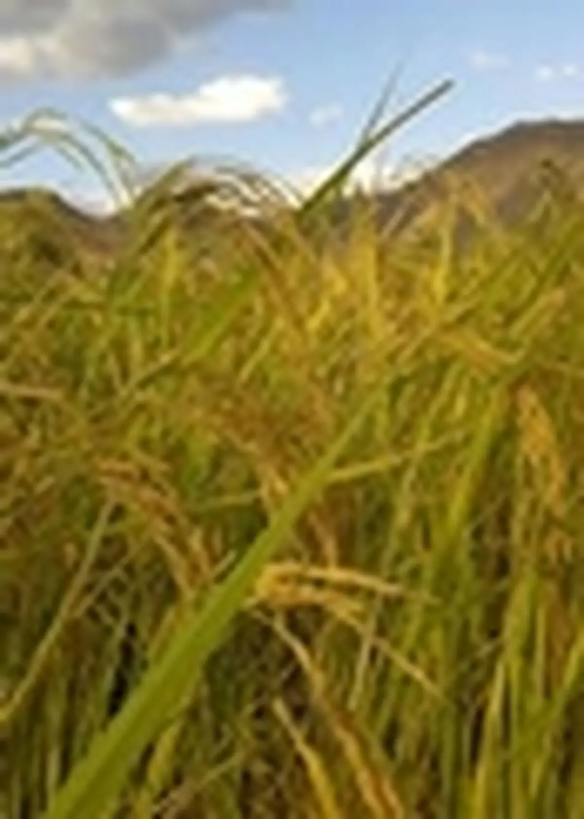 تولید بیش از ۵ درصد برنج استان مازندران در شهرستان جویبار