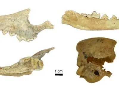 حیوان خانگی اجداد ما نه سگ بوده‌ است و نه گربه