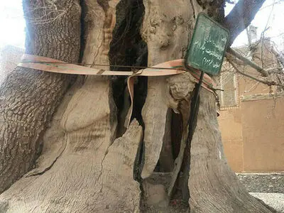 وضعیت نامساعد چنار 1200 ساله در نصرآباد یزد/ احتمال شکستگی شاخه‌ها